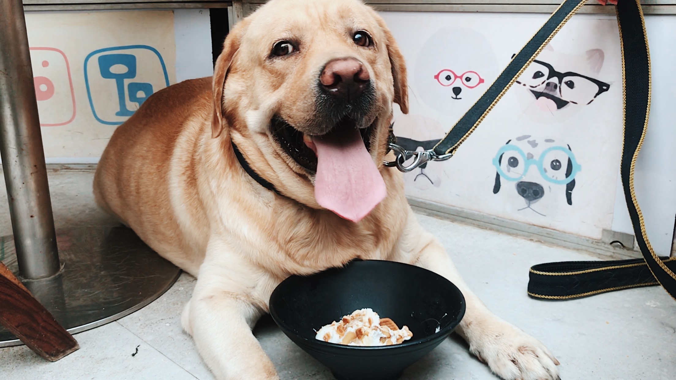 PEFE - The Pet Cafe